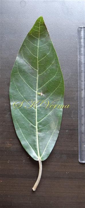  Leaf (Adaxial View)